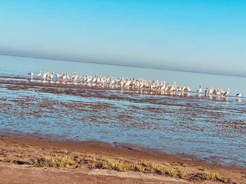 Ocean and dunes experience